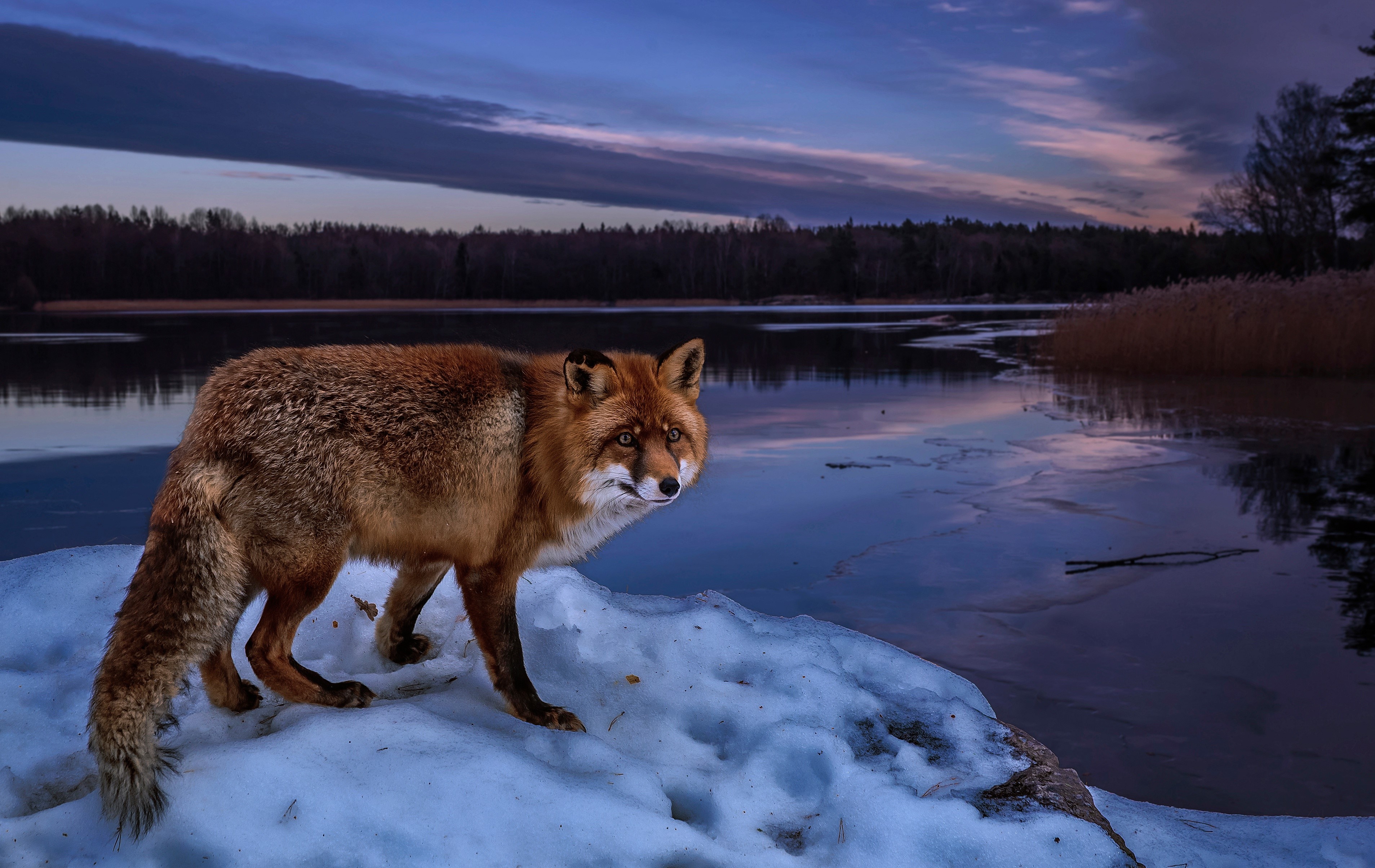 fox, animals, lake, hd, 4k, HD Wallpaper