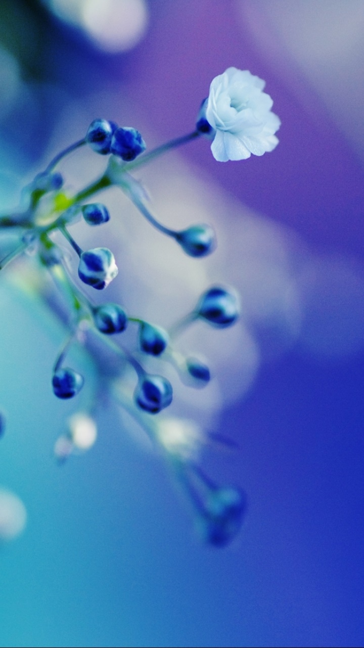 Earth Flower, 720x1280, Phone HD Wallpaper