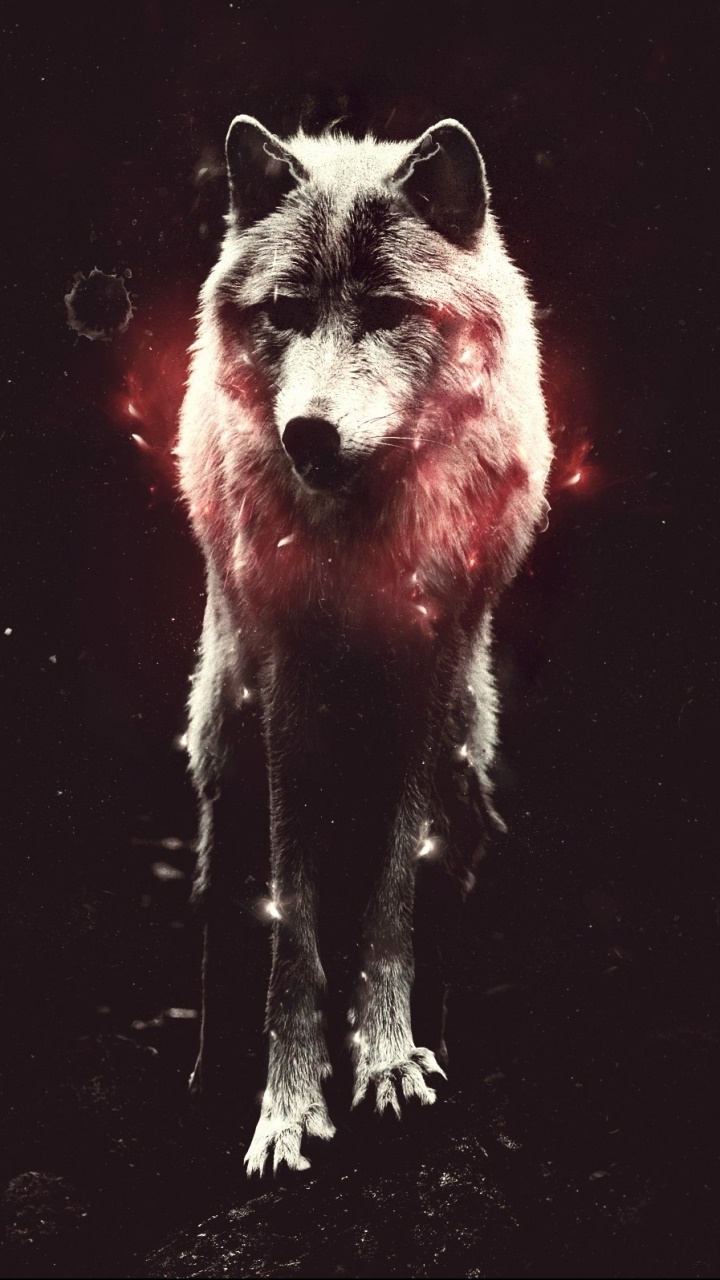 Animal Wolf, 720x1280, Phone HD Wallpaper