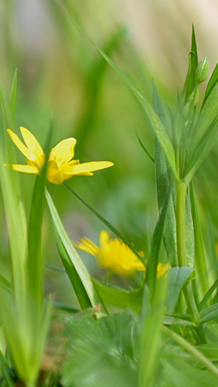 Earth Flower, 720x1280, Phone HD Wallpaper