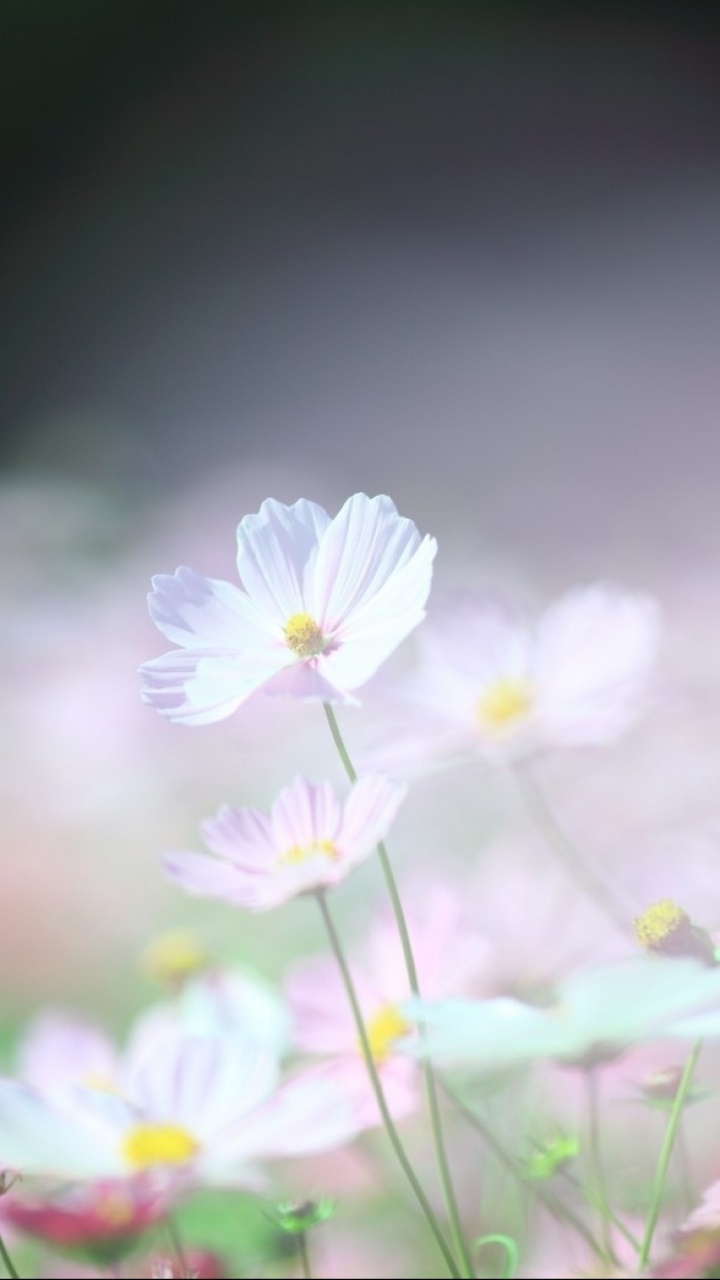 Earth Flower, 720x1280, Phone HD Wallpaper