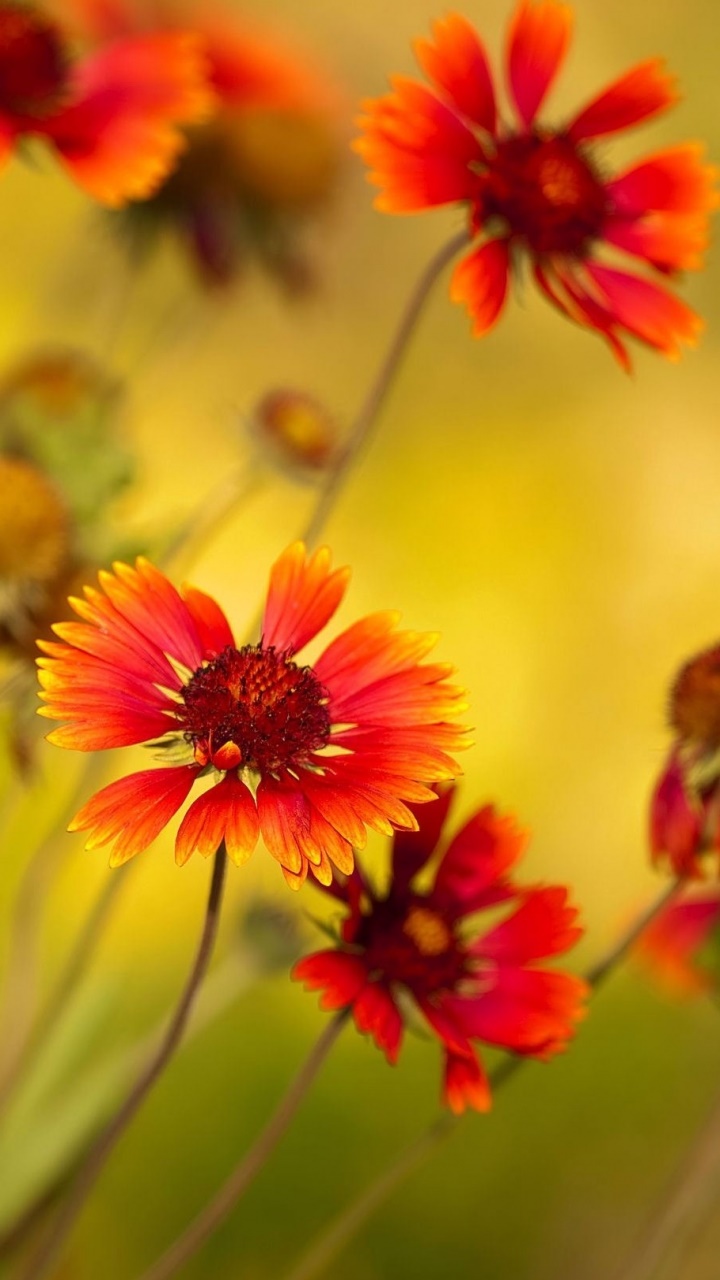 Earth Flower, 720x1280, Phone HD Wallpaper