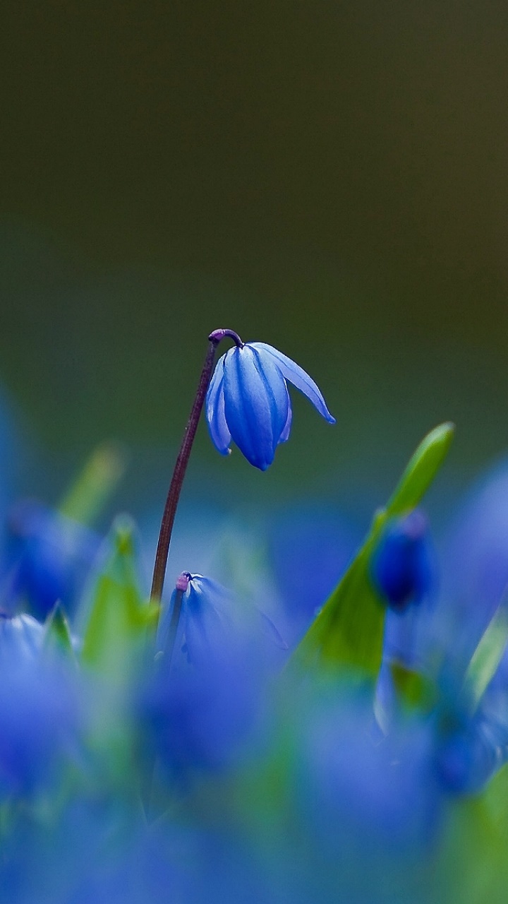 Earth Flower, Nature, Macro, 720x1280, Phone HD Wallpaper