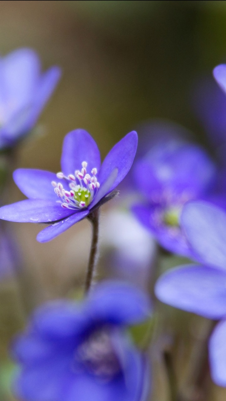 Earth Flower, 720x1280, Phone HD Wallpaper