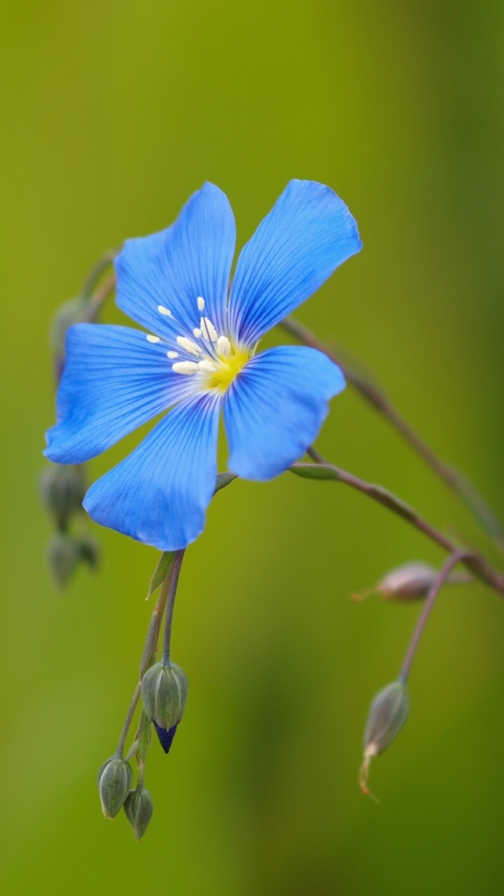 Earth Flower, 720x1280, Phone HD Wallpaper