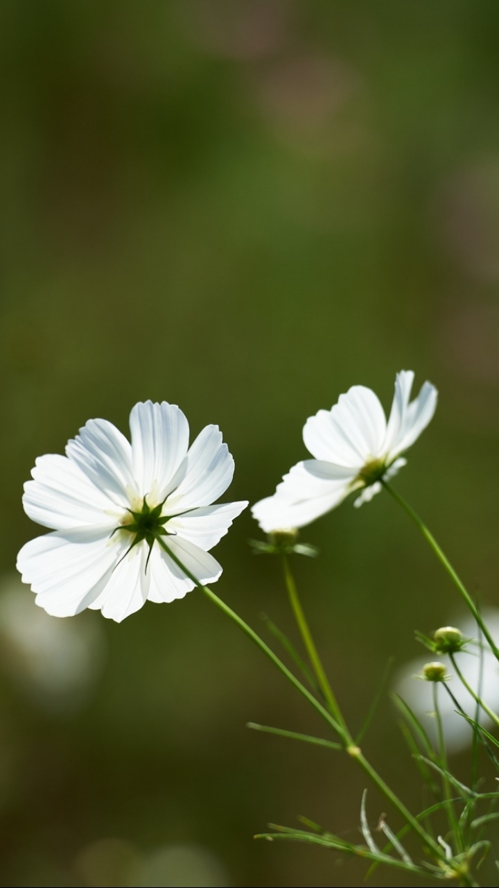 Earth Flower, 720x1280, Phone HD Wallpaper