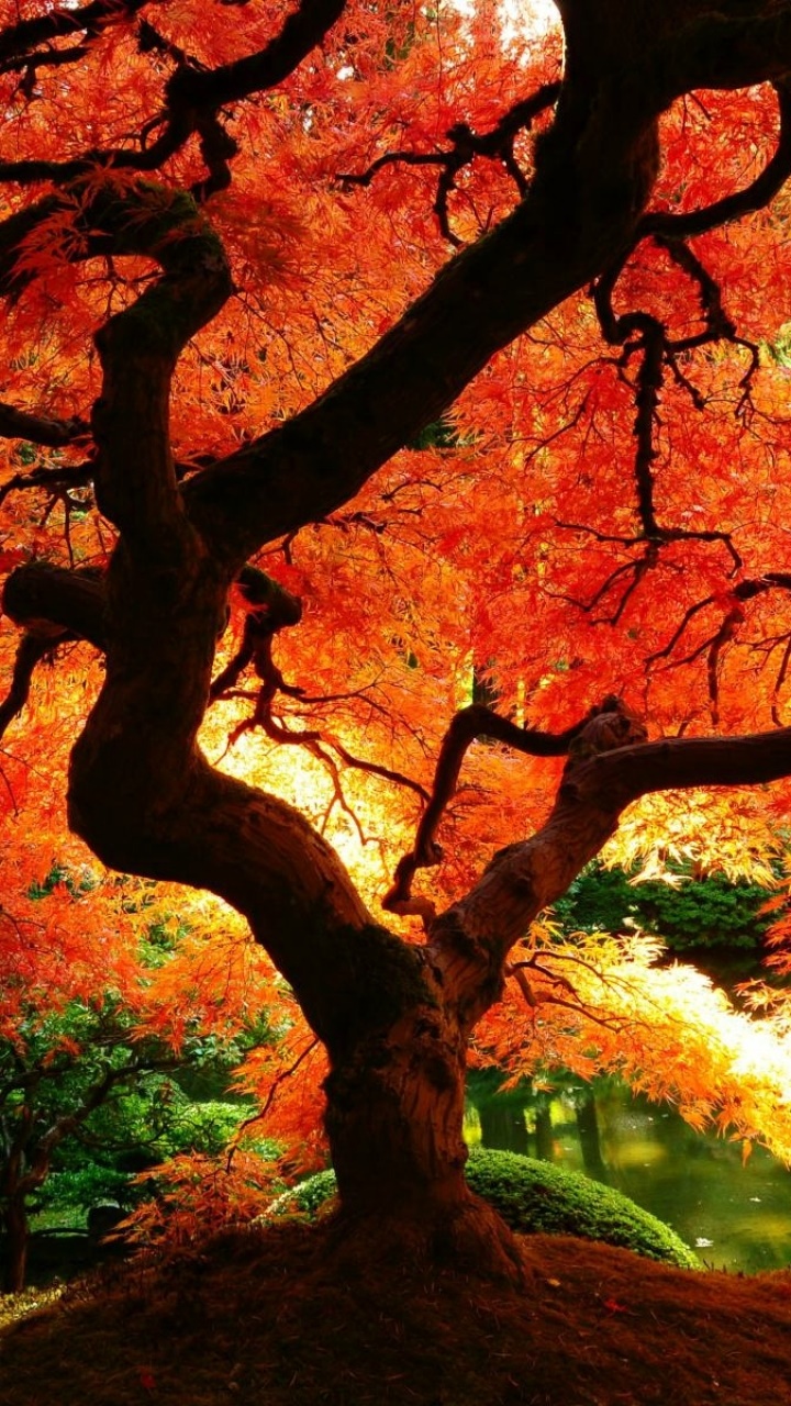 Earth Fall, Tree, 720x1280, Phone HD Wallpaper