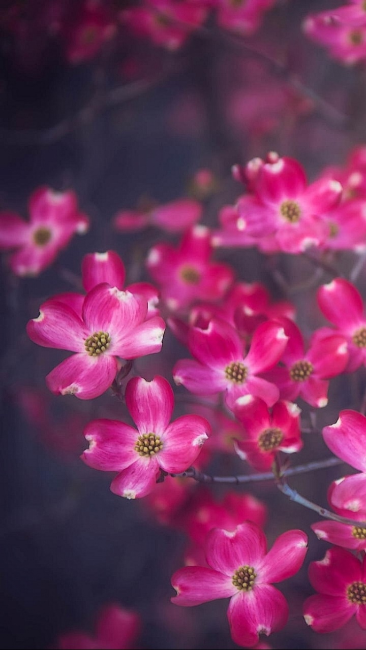 Earth Flower, 720x1280, Phone HD Wallpaper