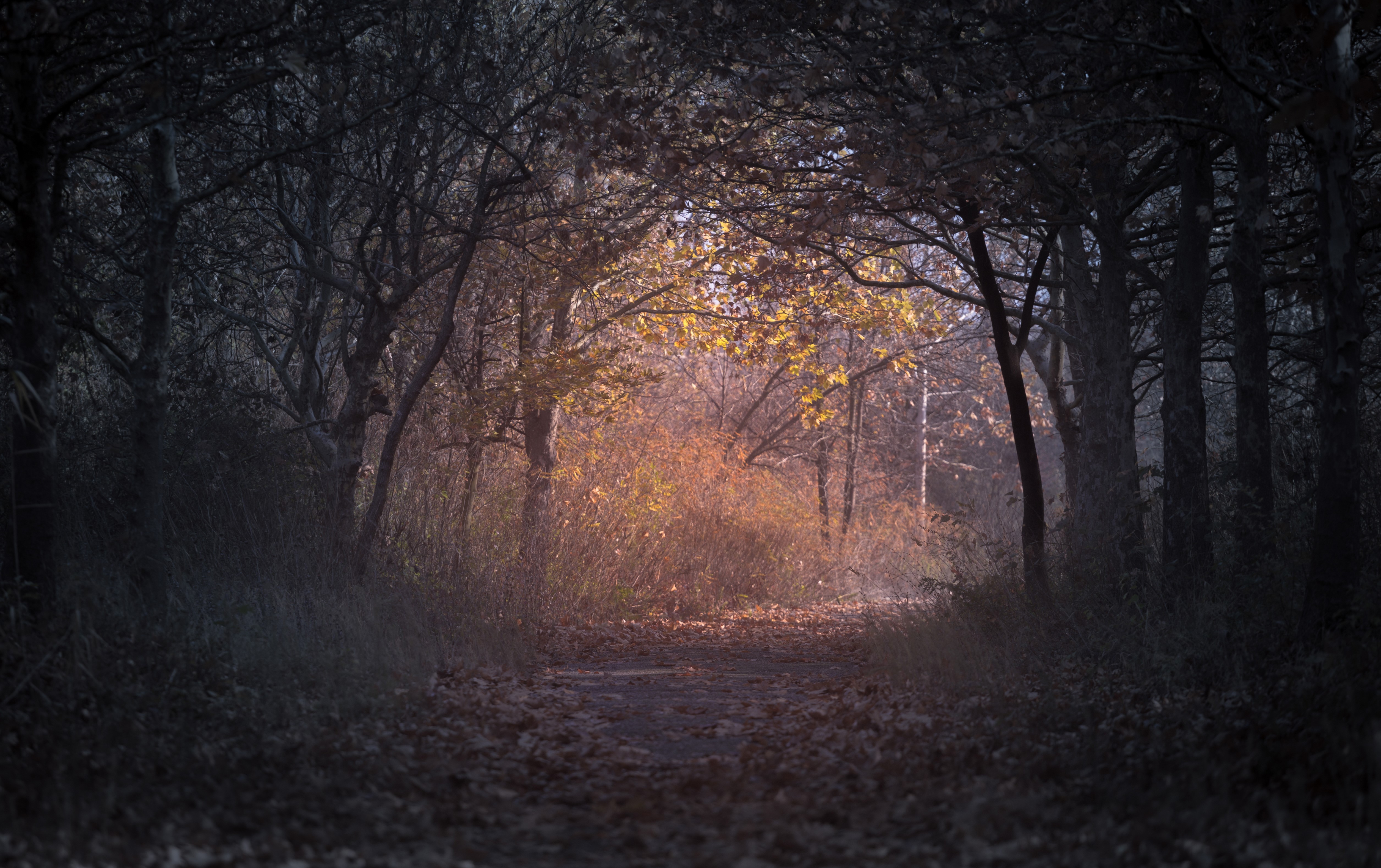 trees, autumn, forest, hd, 4k, 5k, nature, HD Wallpaper