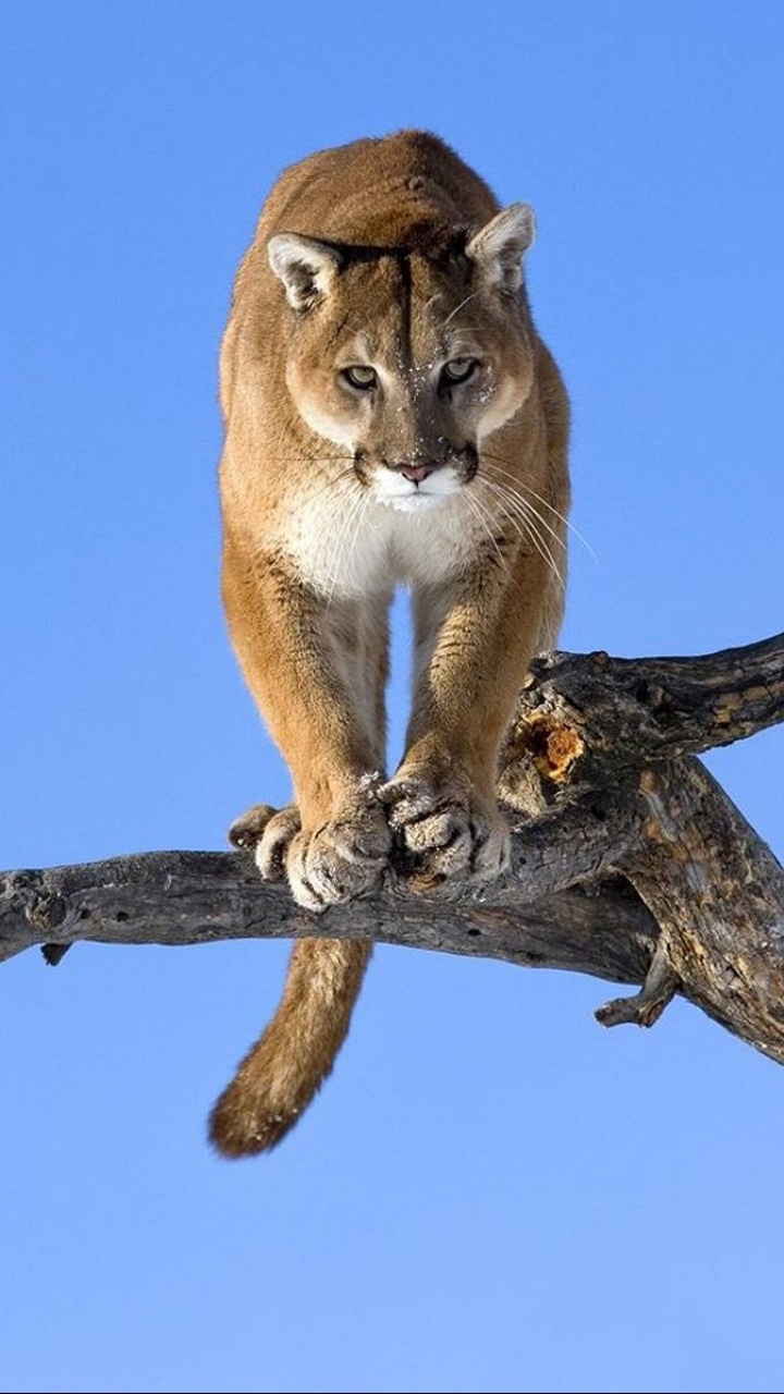 Animal Cougar, 720x1280, Phone HD Wallpaper