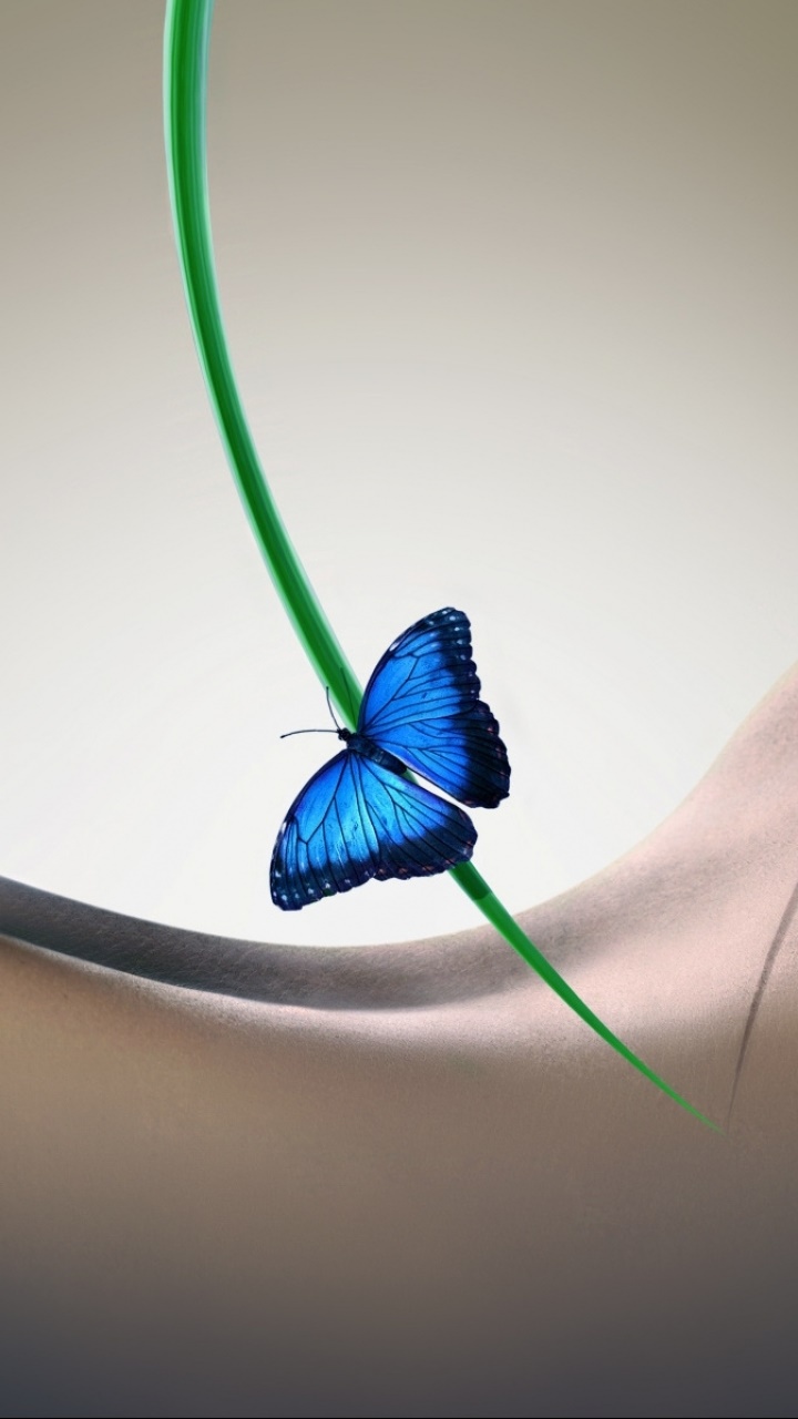 Animal Butterfly, 720x1280, Phone HD Wallpaper
