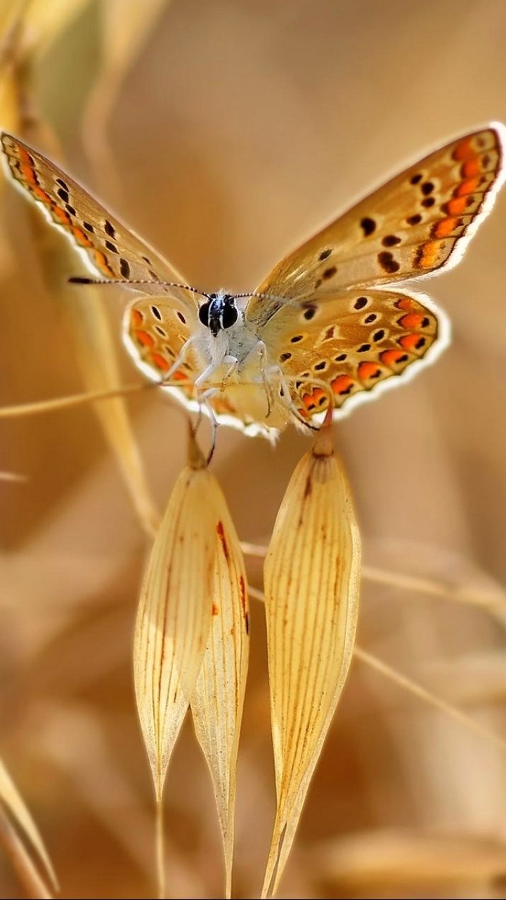 Animal Butterfly, 720x1280, Phone HD Wallpaper