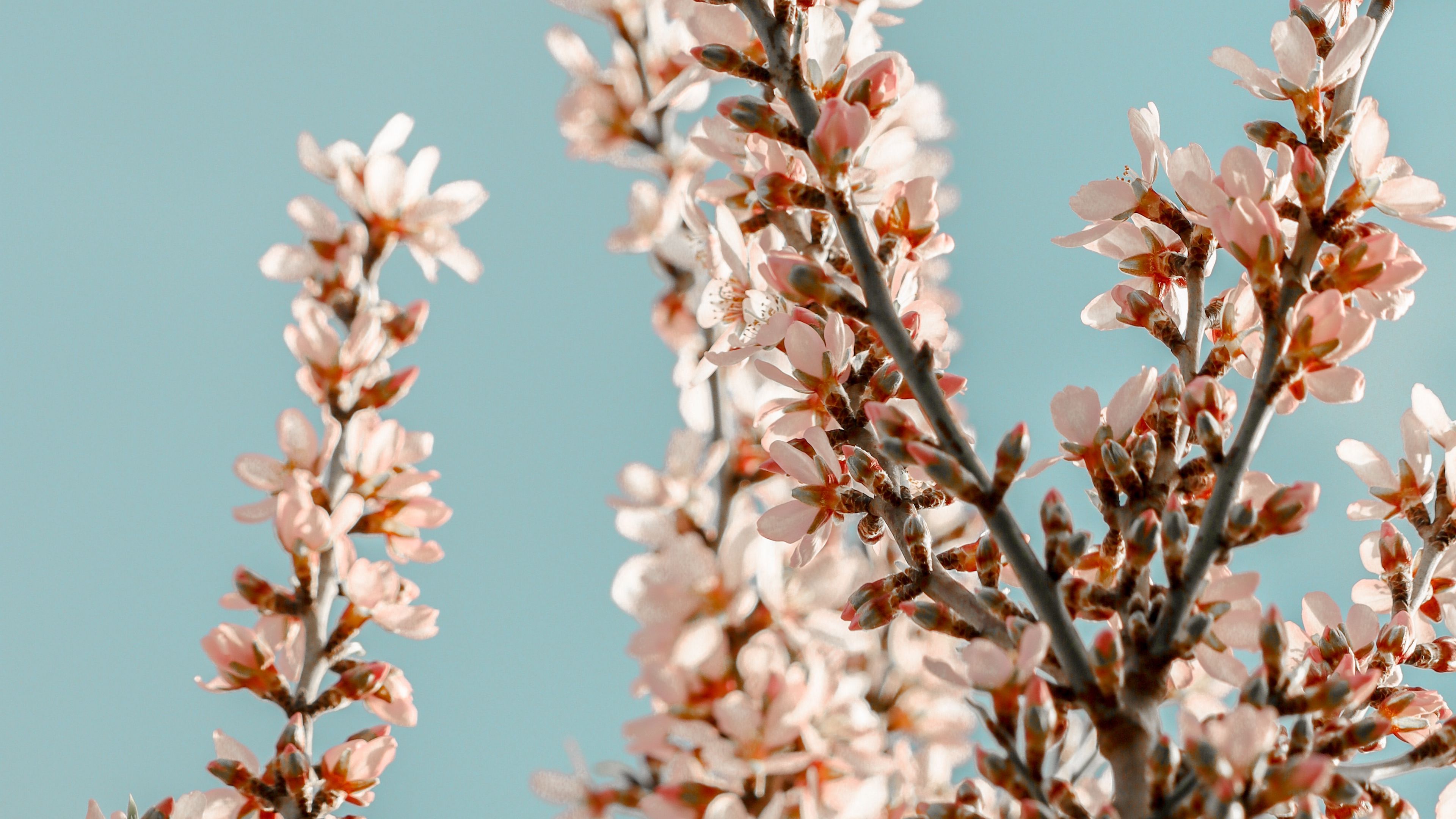 sakura, branches, flowers, pink, spring, 4k, HD Wallpaper