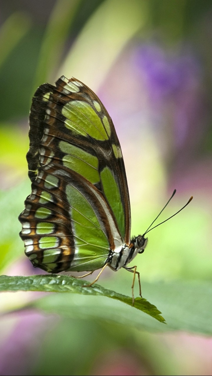 Animal Butterfly, Green, Bokeh, Insect, Blur, 720x1280, Phone HD Wallpaper