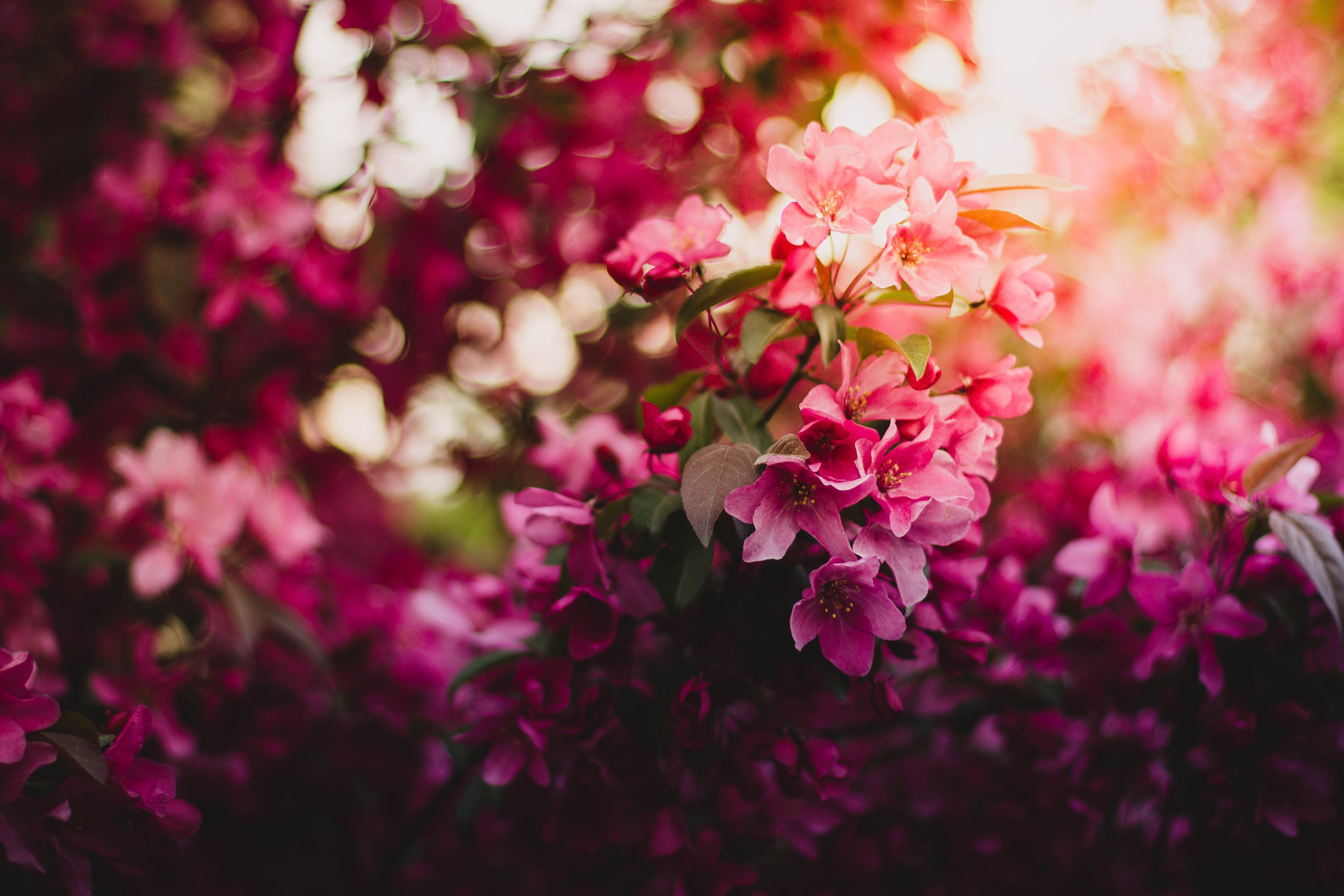 flowers, pink, tree, nature, hd, 4k, 5k, HD Wallpaper