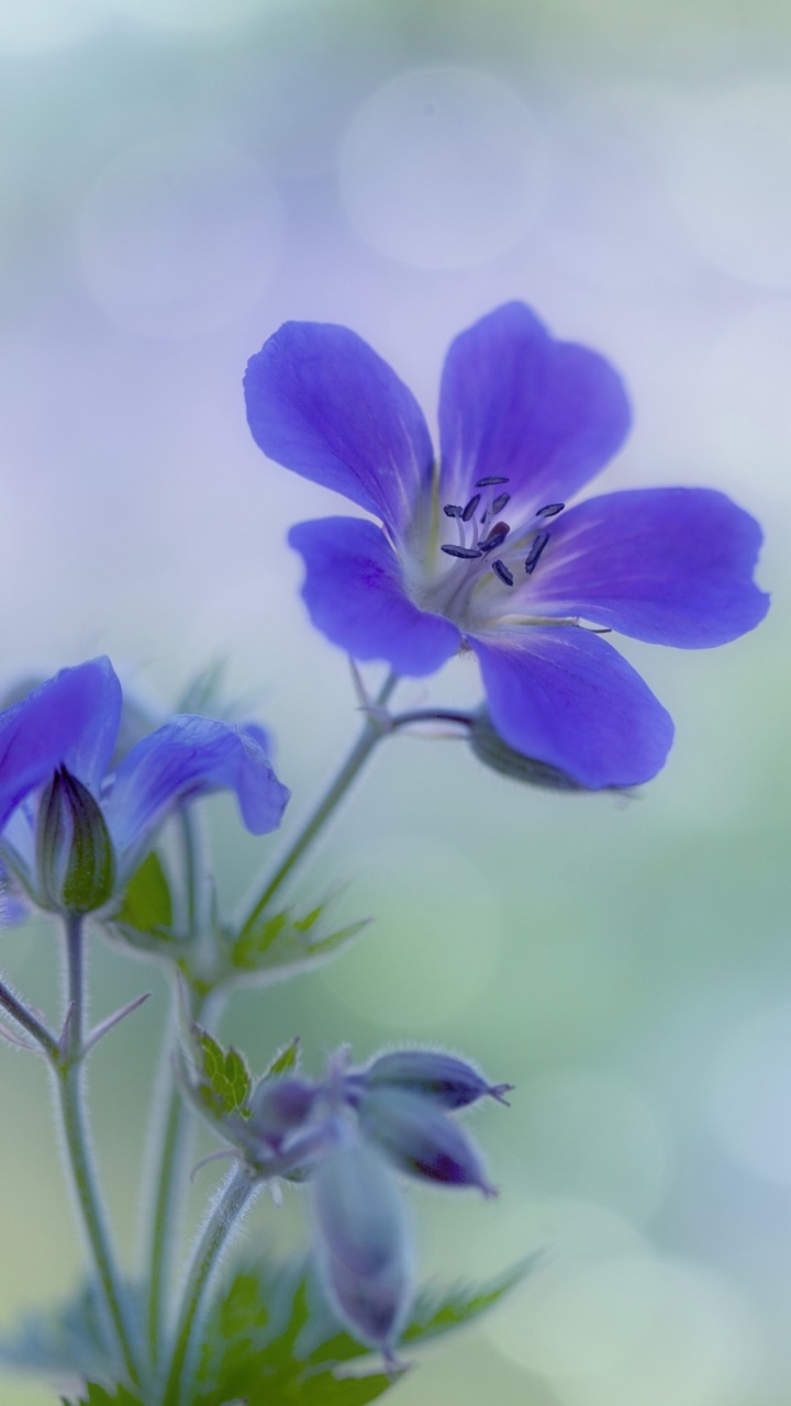 Earth Flower, 720x1280, Phone HD Wallpaper