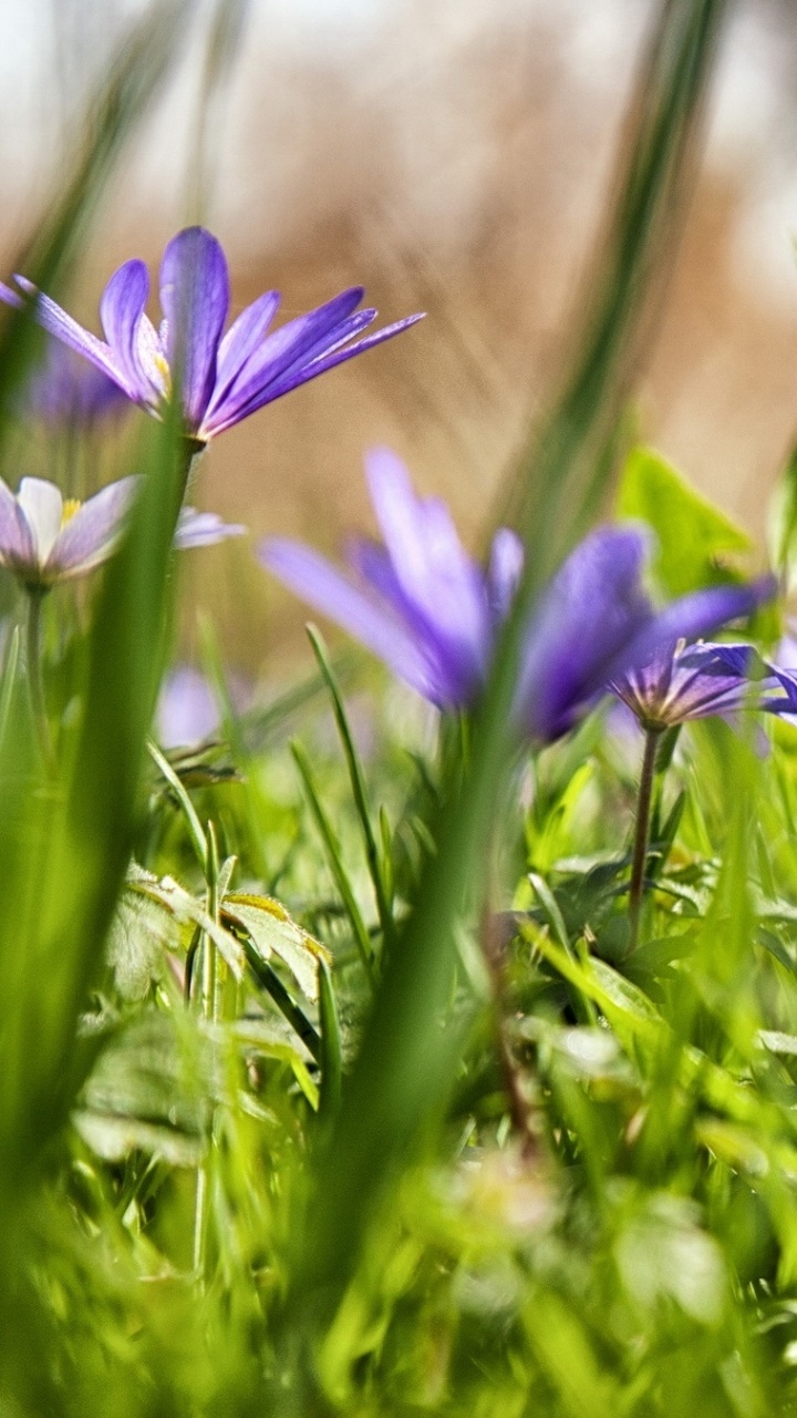 Earth Flower, 720x1280, Phone HD Wallpaper