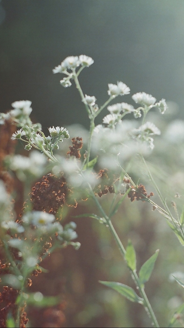 Earth Flower, 720x1280, Phone HD Wallpaper