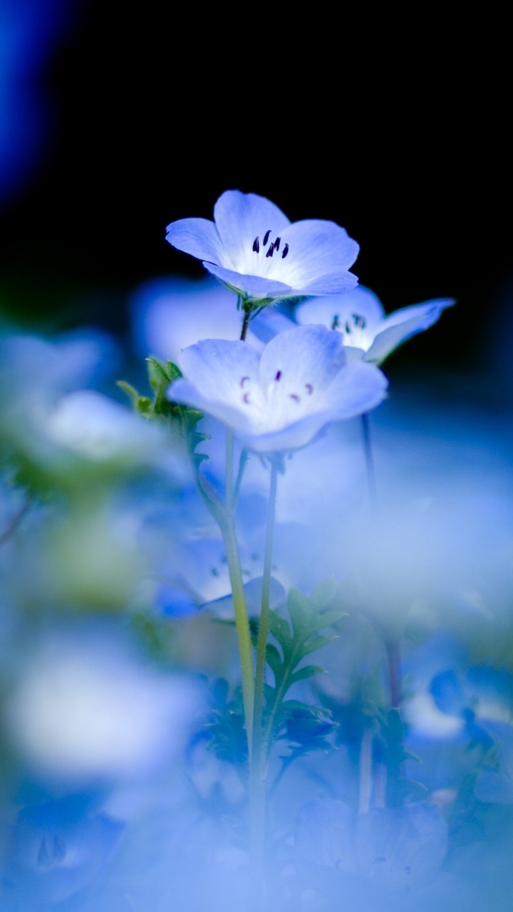 Earth Flower, Pastel, 720x1280, Phone HD Wallpaper