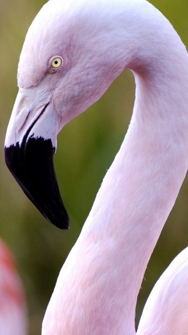Animal Flamingo, 720x1280, Phone HD Wallpaper
