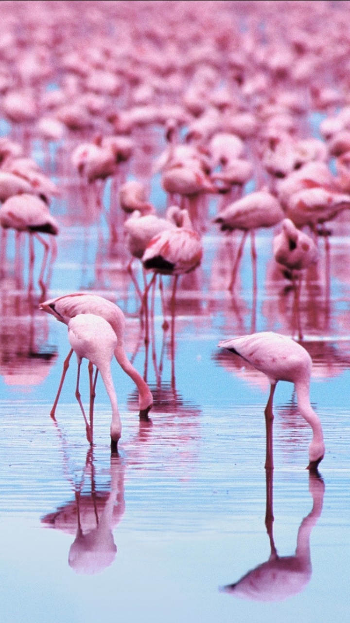 Animal Flamingo, 720x1280, Phone HD Wallpaper