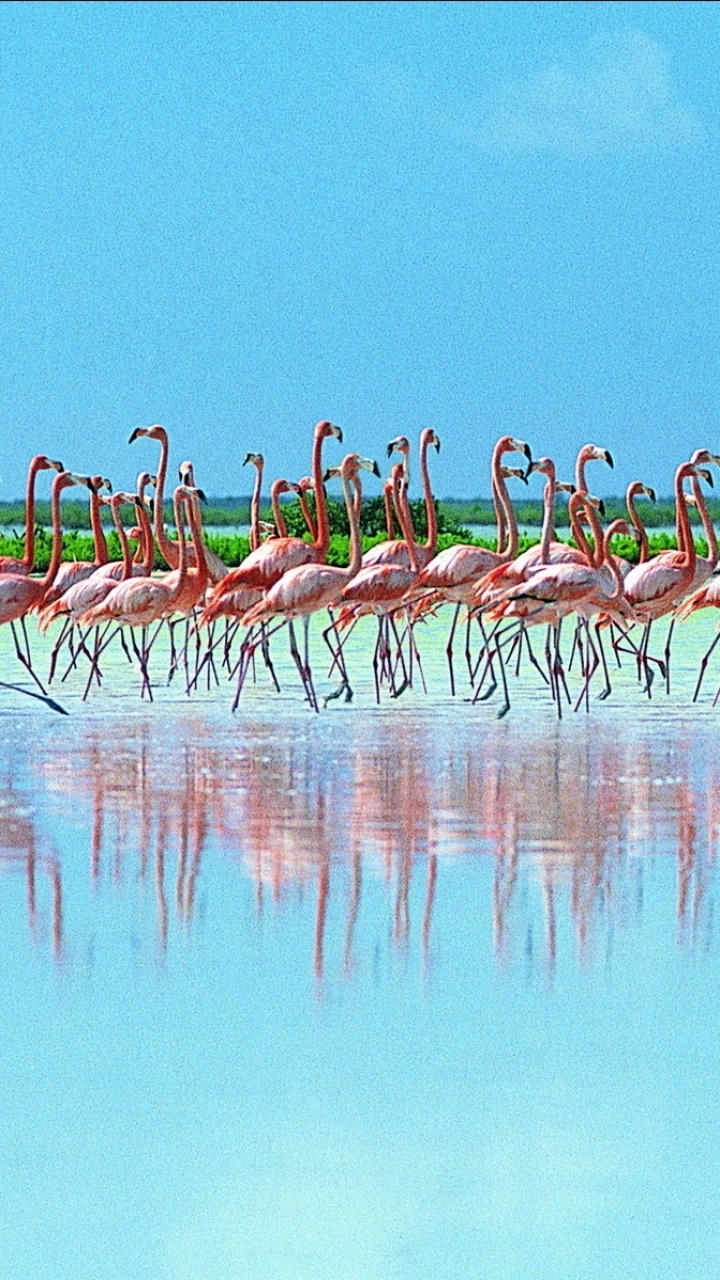 Animal Flamingo, 720x1280, Phone HD Wallpaper