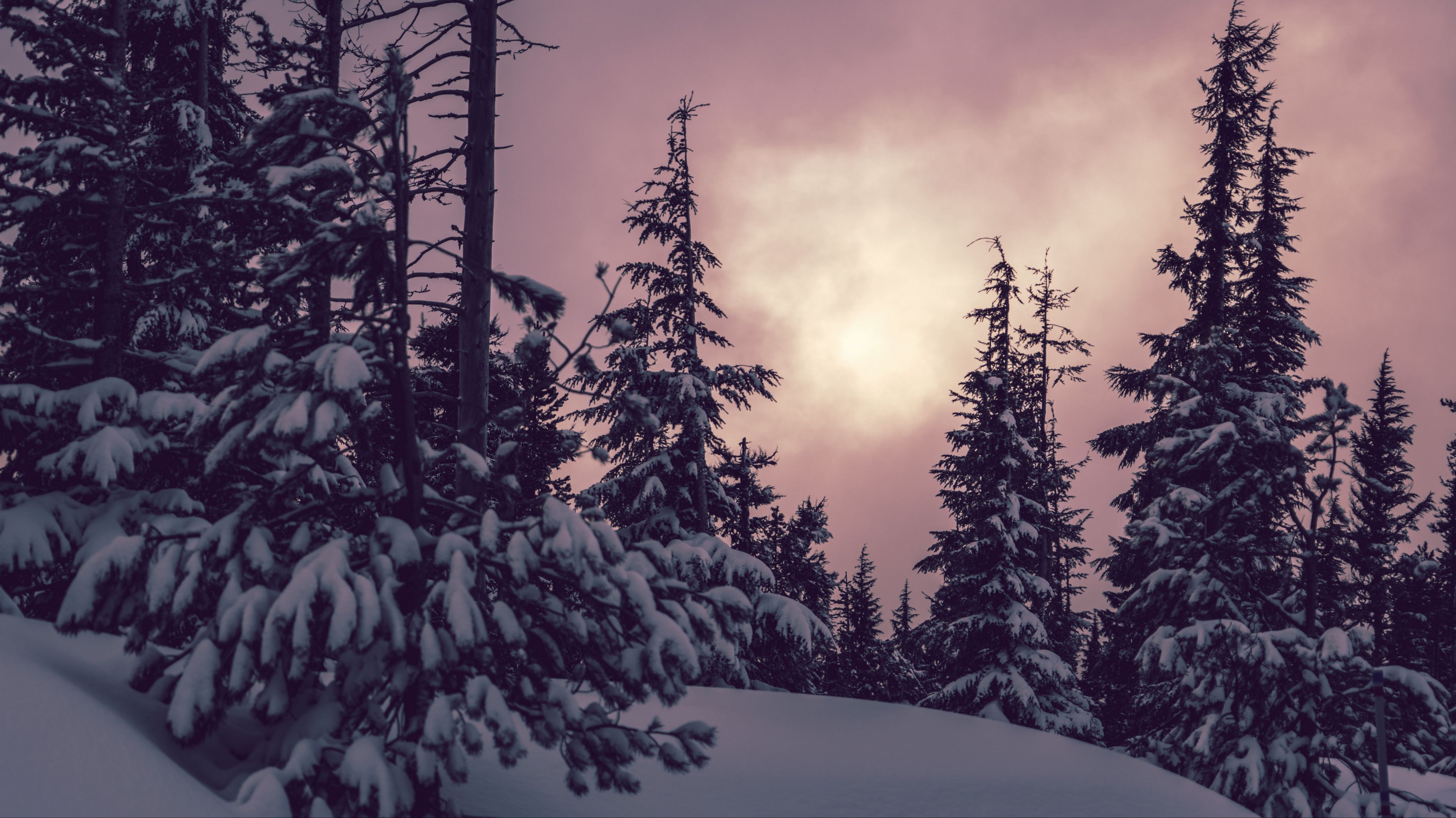 trees, spruces, snow, winter, nature, 4k, HD Wallpaper