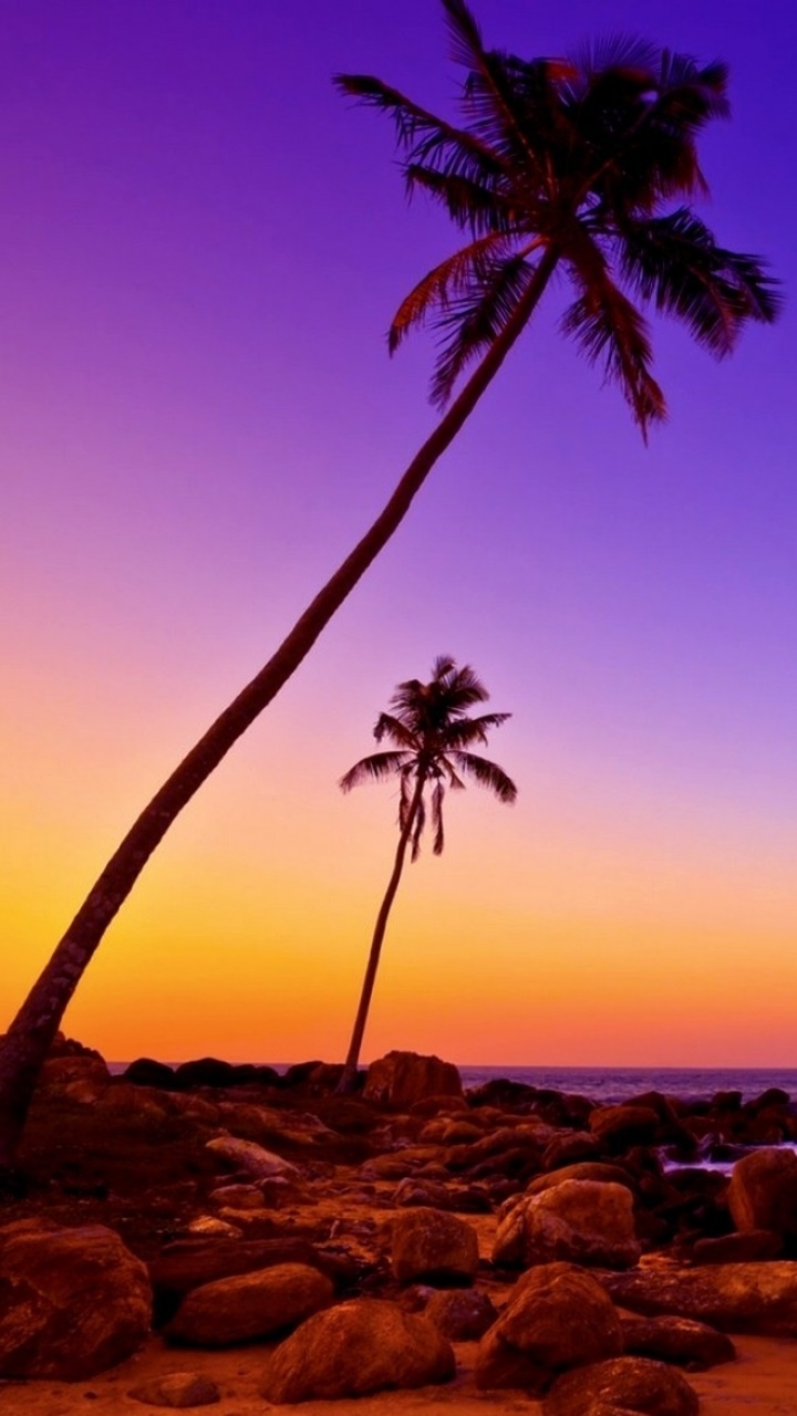 Earth Sunset, Tropics, Sea, Palm Tree, 720x1280, Phone HD Wallpaper