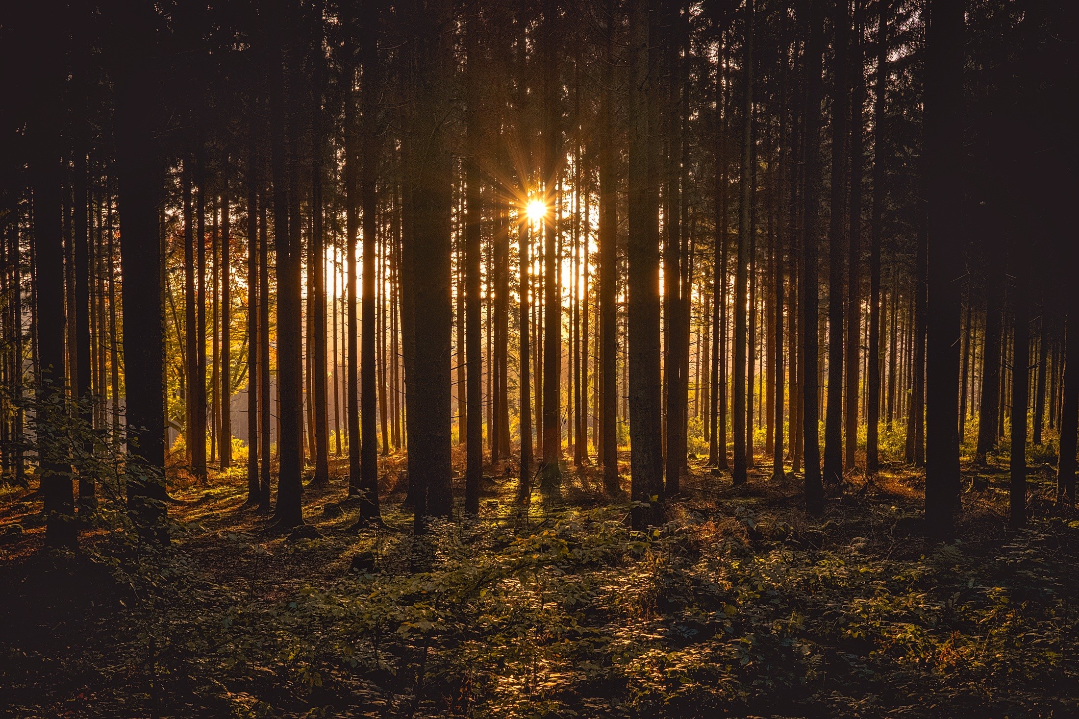 sunbeam, trees, nature, hd, forest, HD Wallpaper