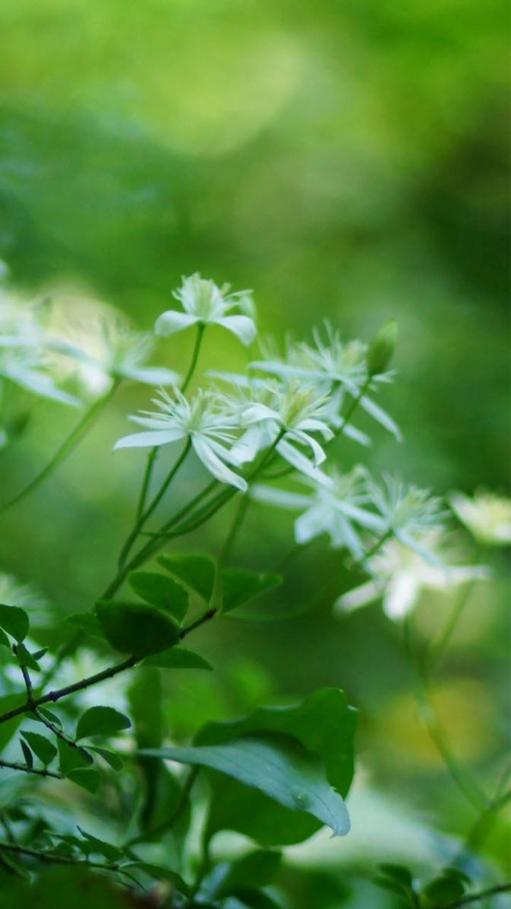 Earth Flower, Nature, 720x1280, Phone HD Wallpaper
