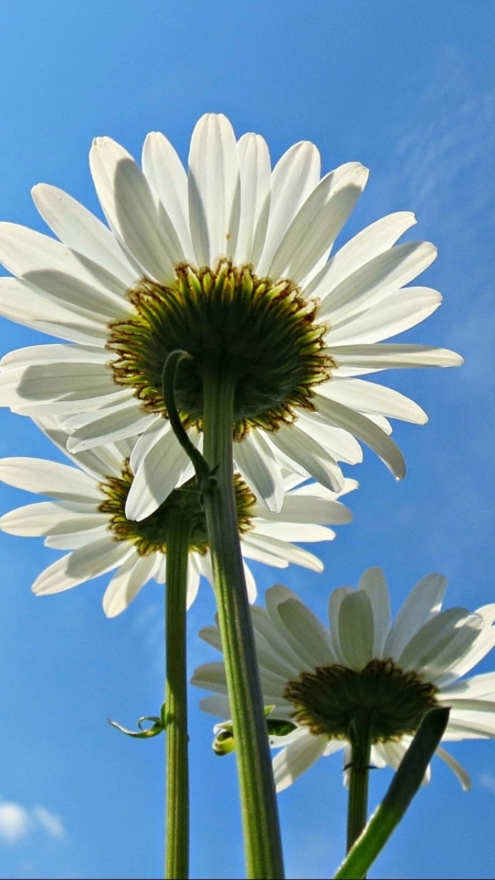 Earth Flower, 720x1280, Phone HD Wallpaper
