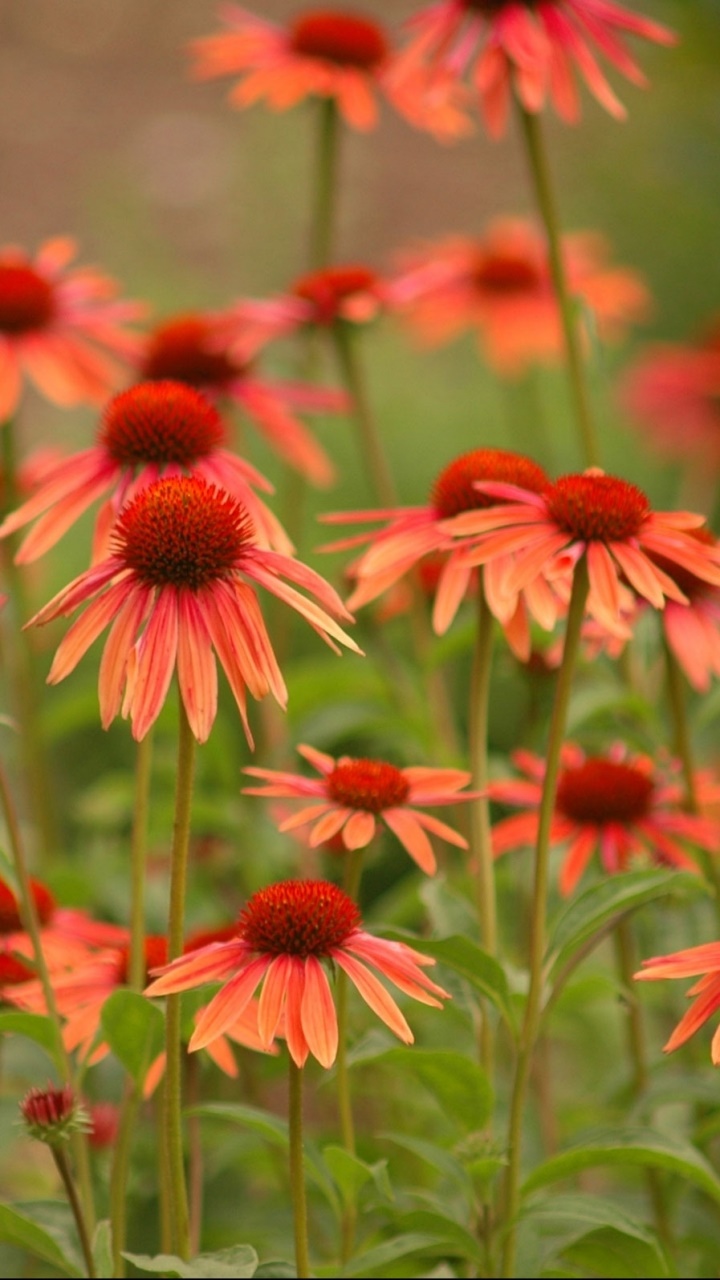 Earth Flower, 720x1280, Phone HD Wallpaper