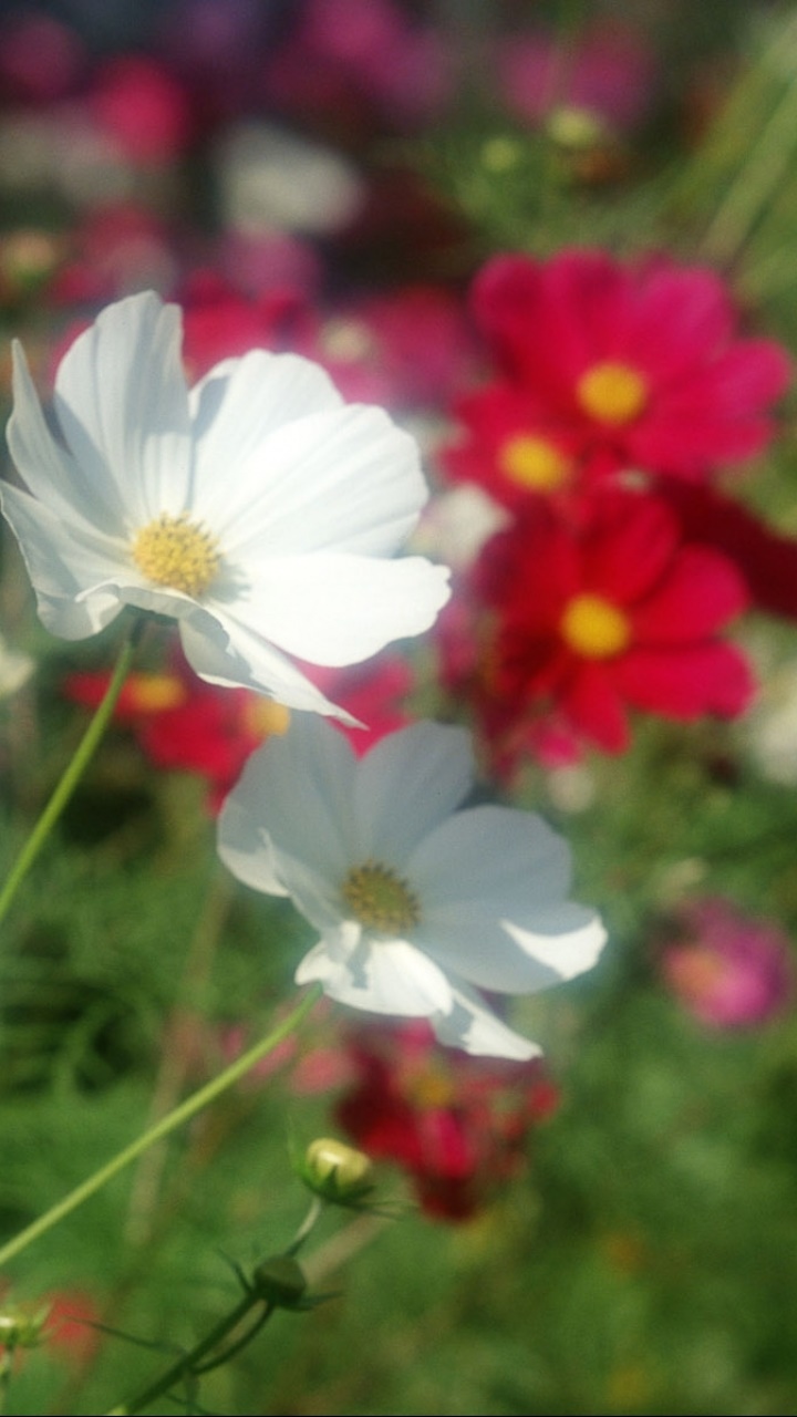 Earth Flower, 720x1280, Phone HD Wallpaper