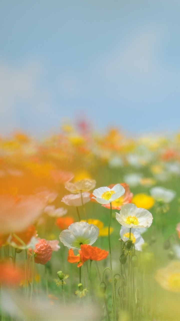 Artistic Flower, 720x1280, Phone HD Wallpaper