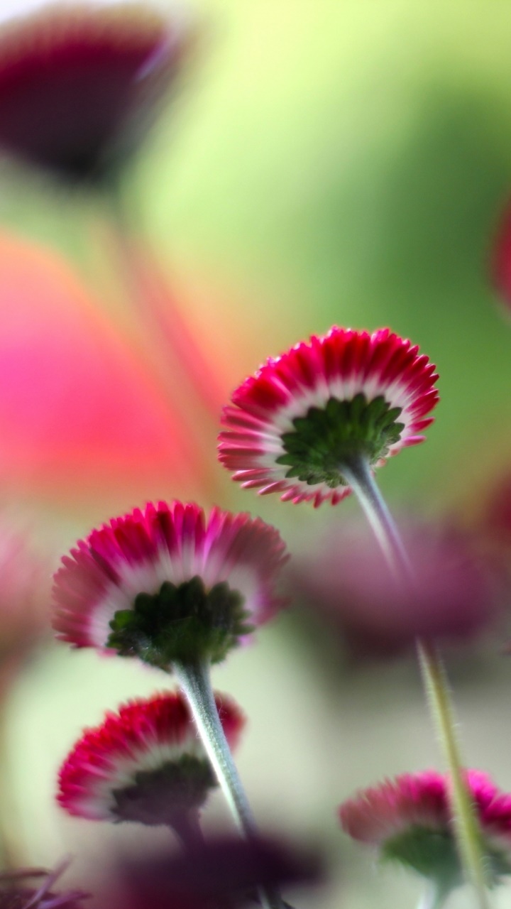 Earth Flower, 720x1280, Phone HD Wallpaper