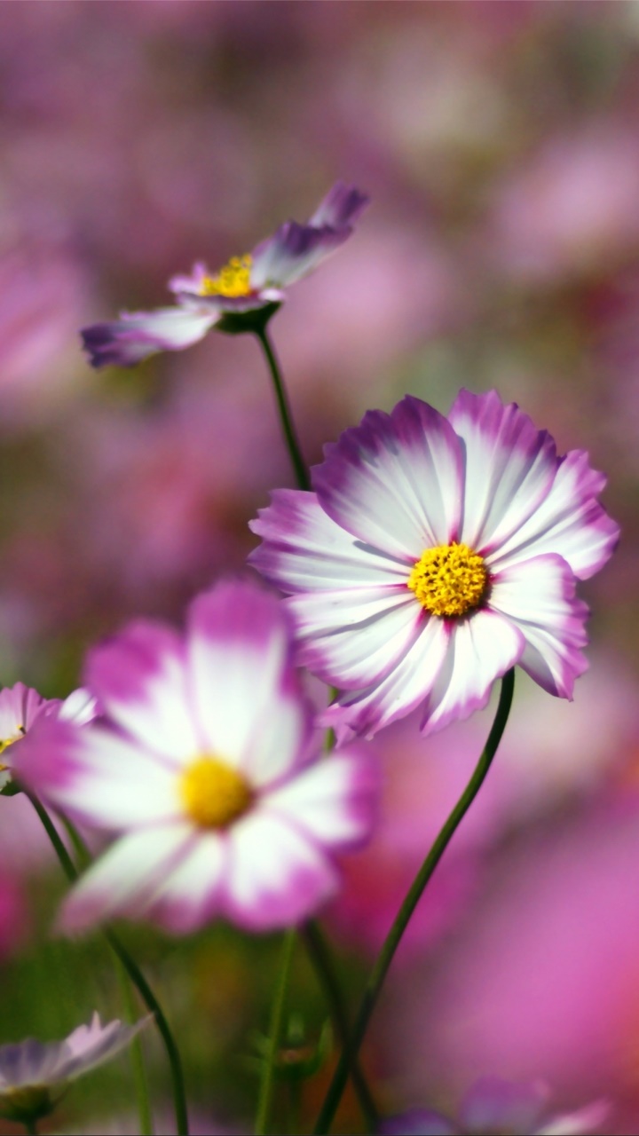 Earth Flower, 720x1280, Phone HD Wallpaper