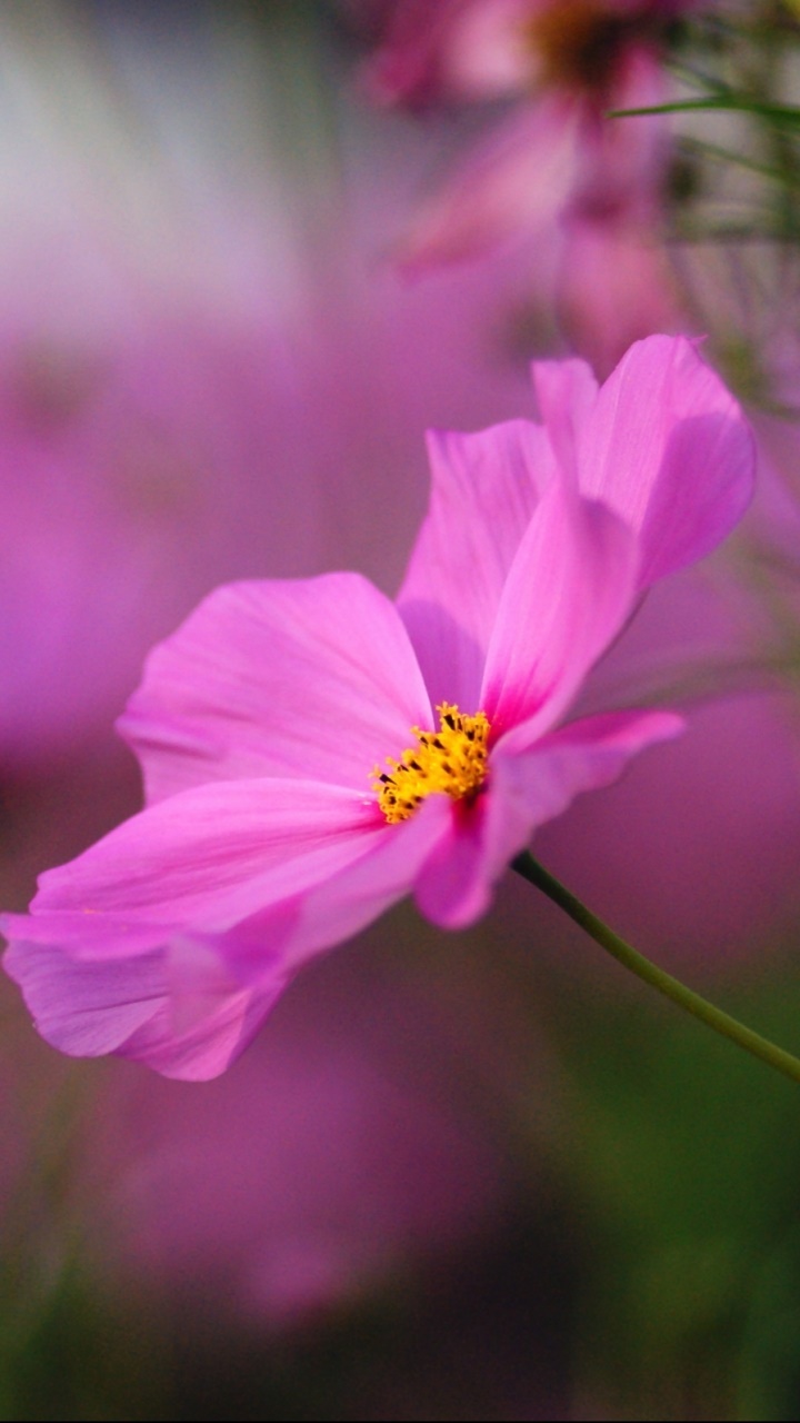 Earth Flower, 720x1280, Phone HD Wallpaper