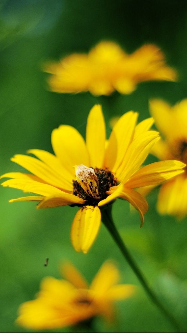 Earth Flower, 720x1280, Phone HD Wallpaper