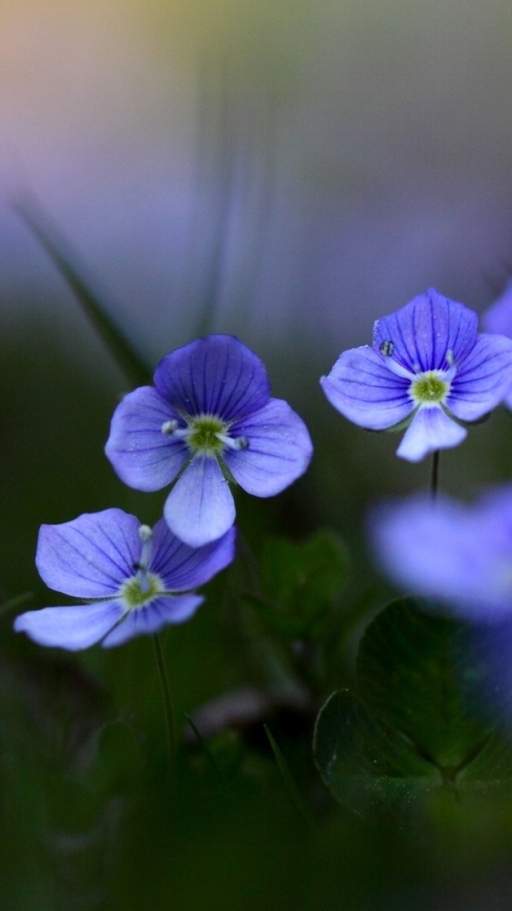 Earth Flower, 720x1280, Phone HD Wallpaper