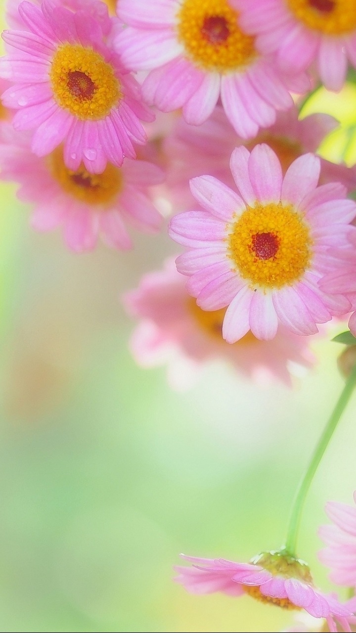 Earth Flower, 720x1280, Phone HD Wallpaper