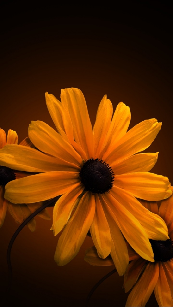 Earth Flower, 720x1280, Phone HD Wallpaper