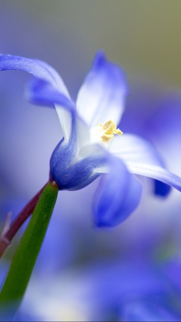 Earth Flower, 720x1280, Phone HD Wallpaper