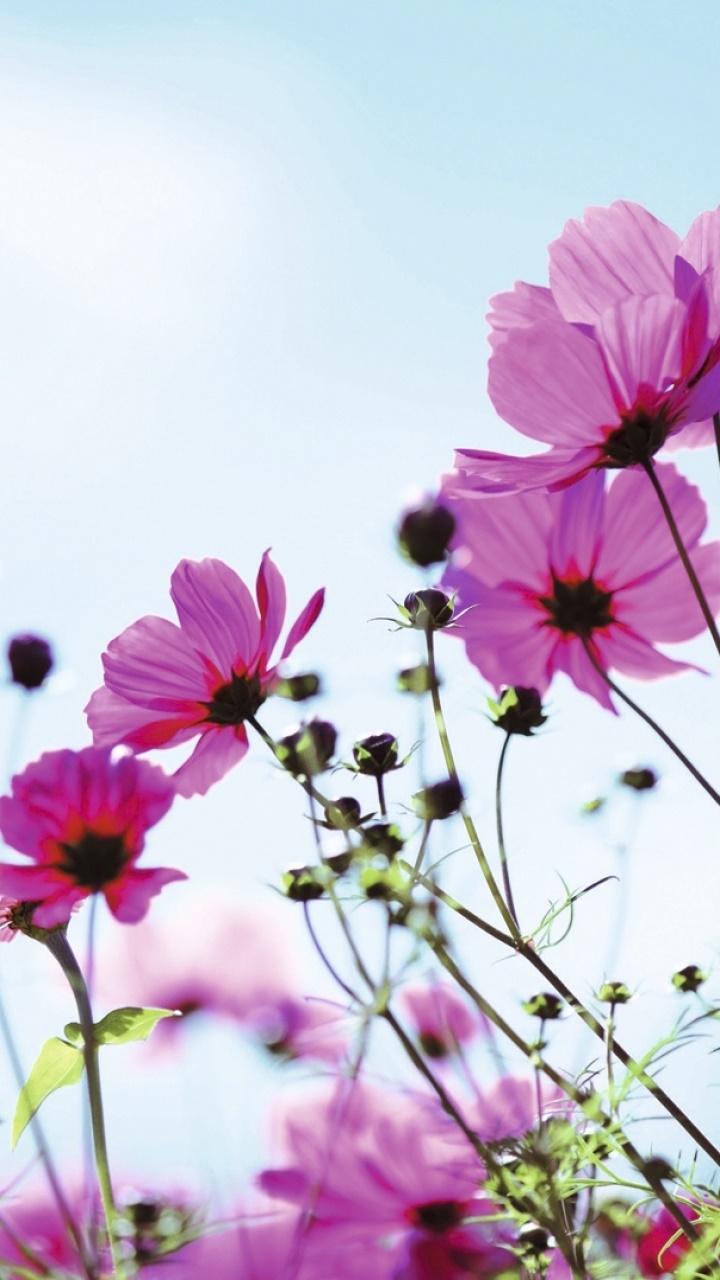 Earth Flower, 720x1280, Phone HD Wallpaper