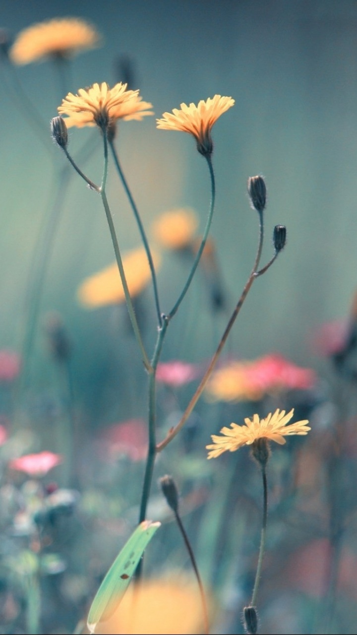 Earth Flower, 720x1280, Phone HD Wallpaper
