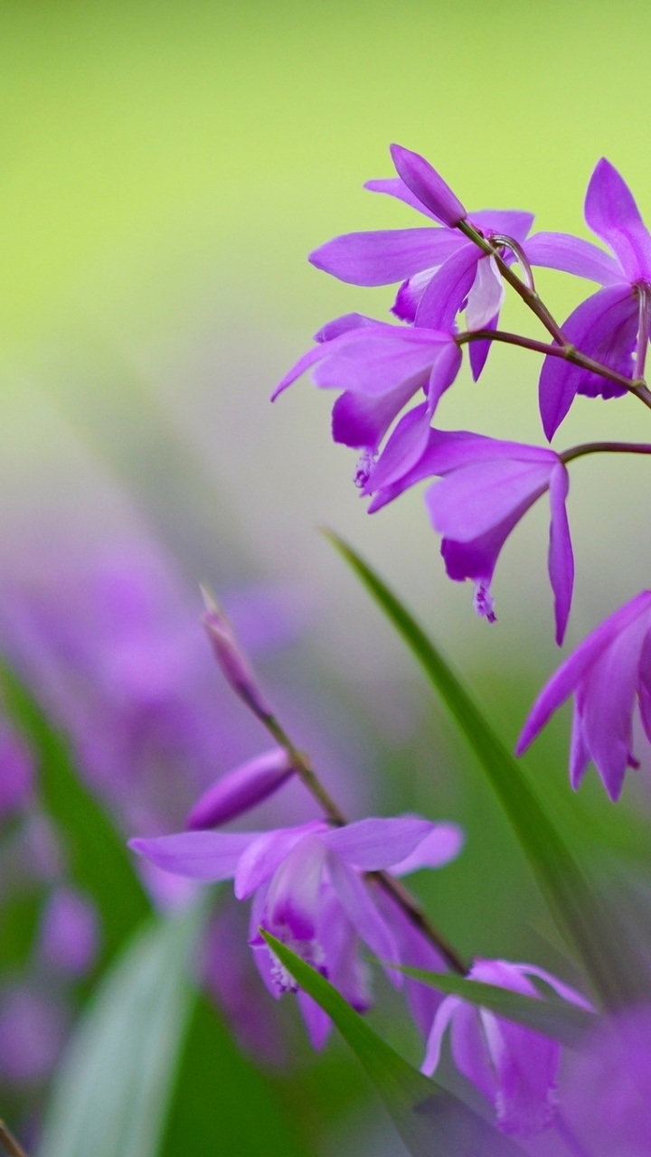 Earth Flower, 720x1280, Phone HD Wallpaper