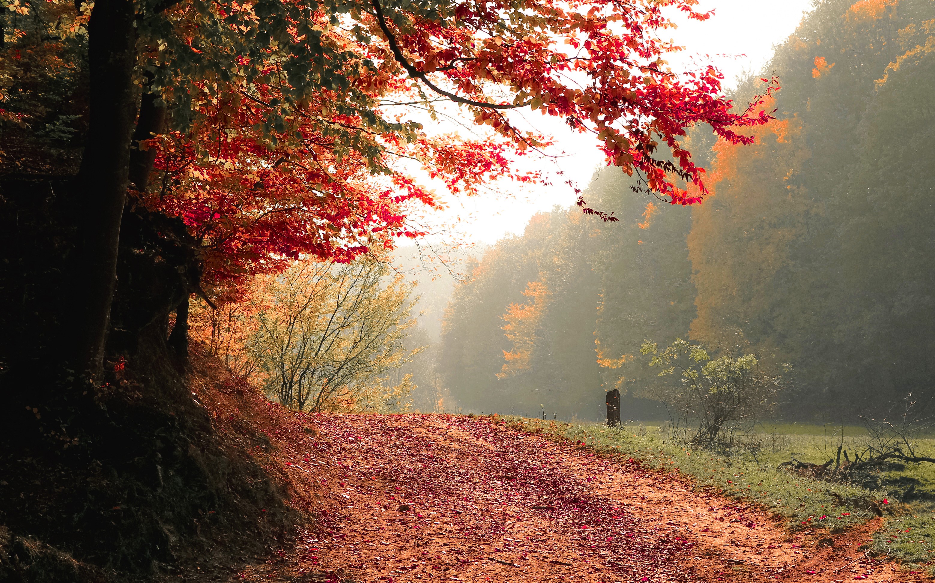 autumn, tree, fall, nature, hd, 4k, HD Wallpaper