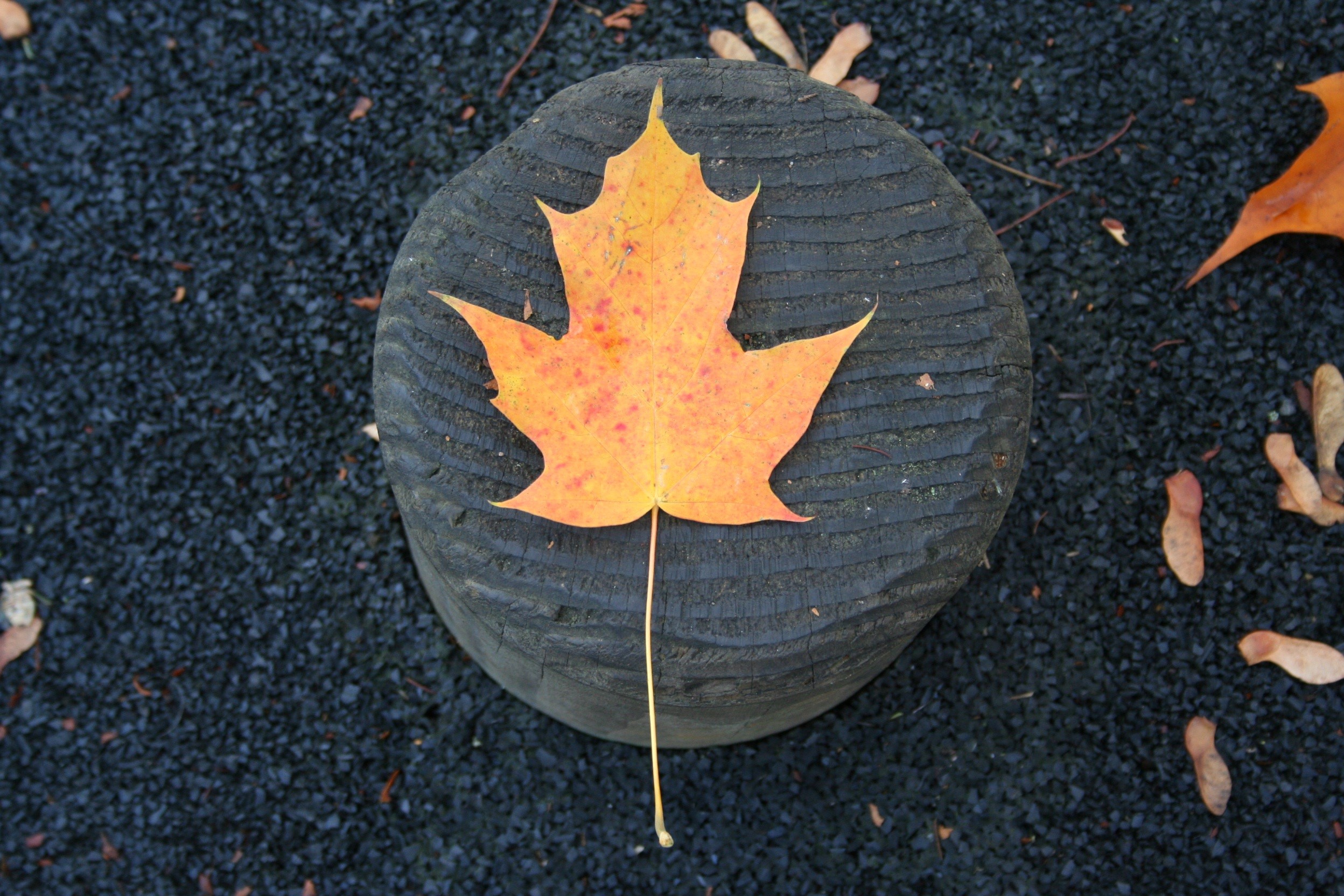 leaf, tree, nature, hd, HD Wallpaper