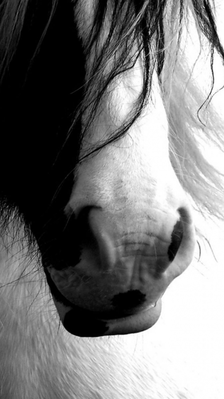 Animal Horse, Black, White, 720x1280, Phone HD Wallpaper