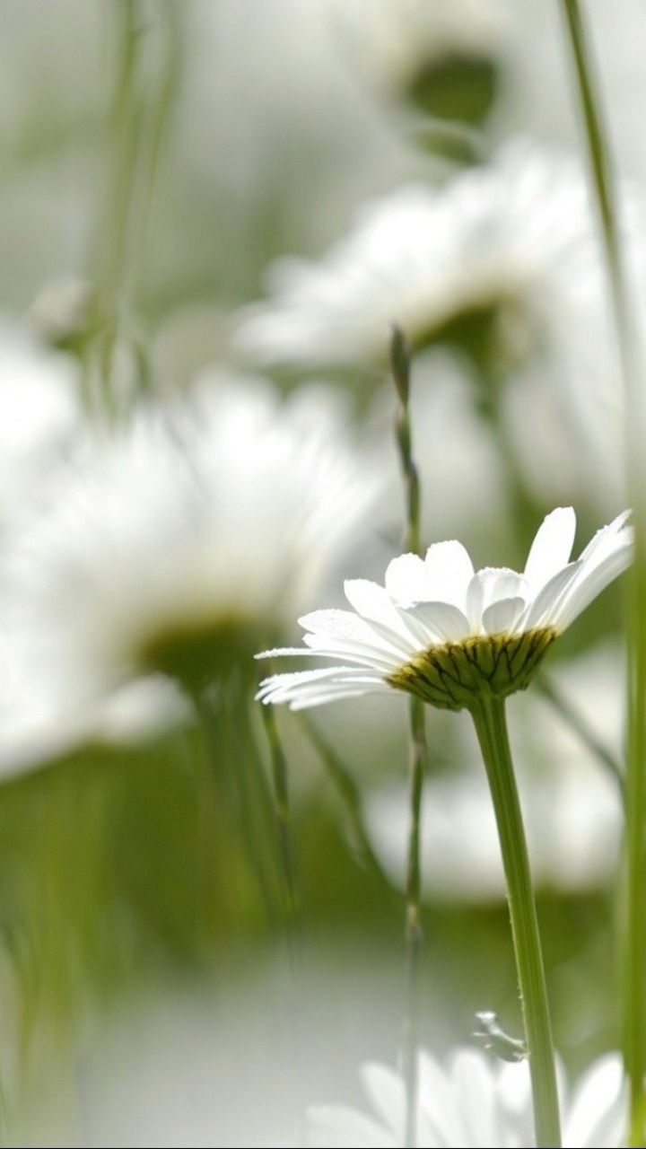Earth Flower, 720x1280, Phone HD Wallpaper