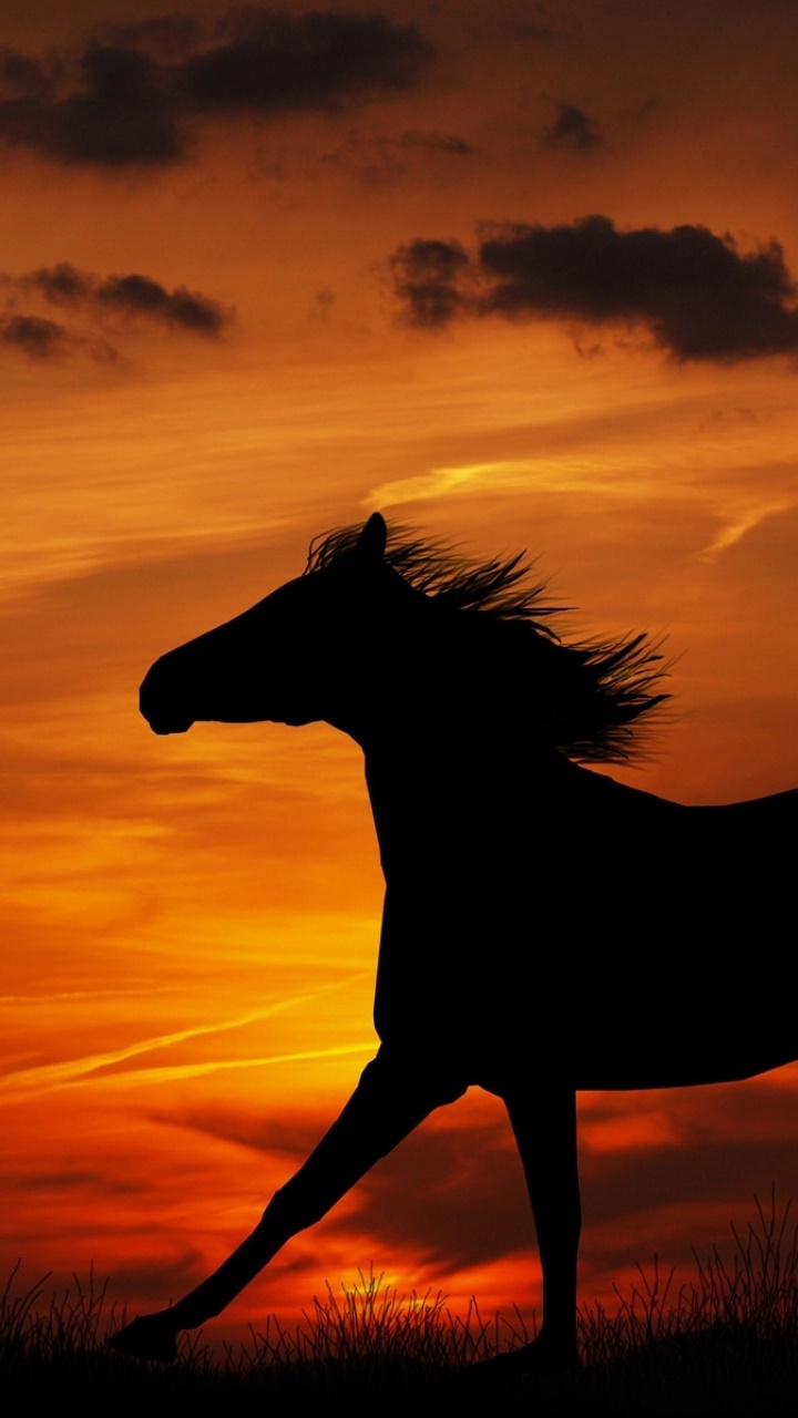 Animal Horse, 720x1280, Phone HD Wallpaper
